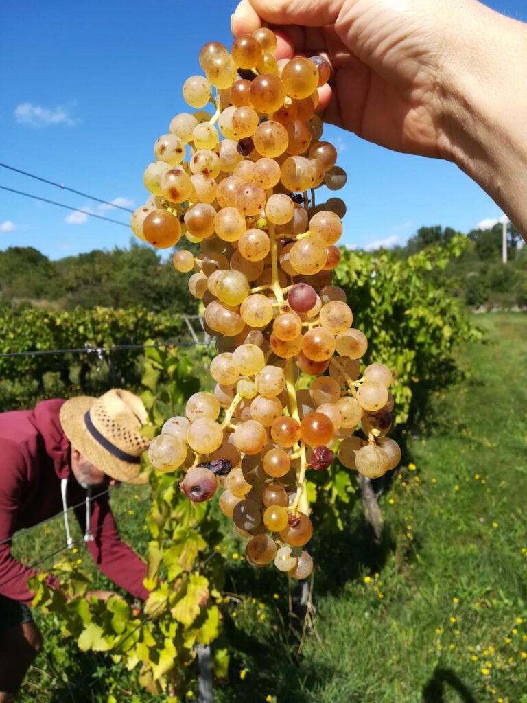 marko Fon's grapes