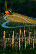 slovenian vineyard heart shaped road