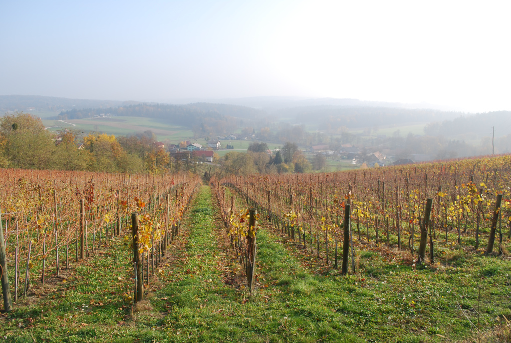 ritosnoj vineyard-heaps good wine company-pinot noir