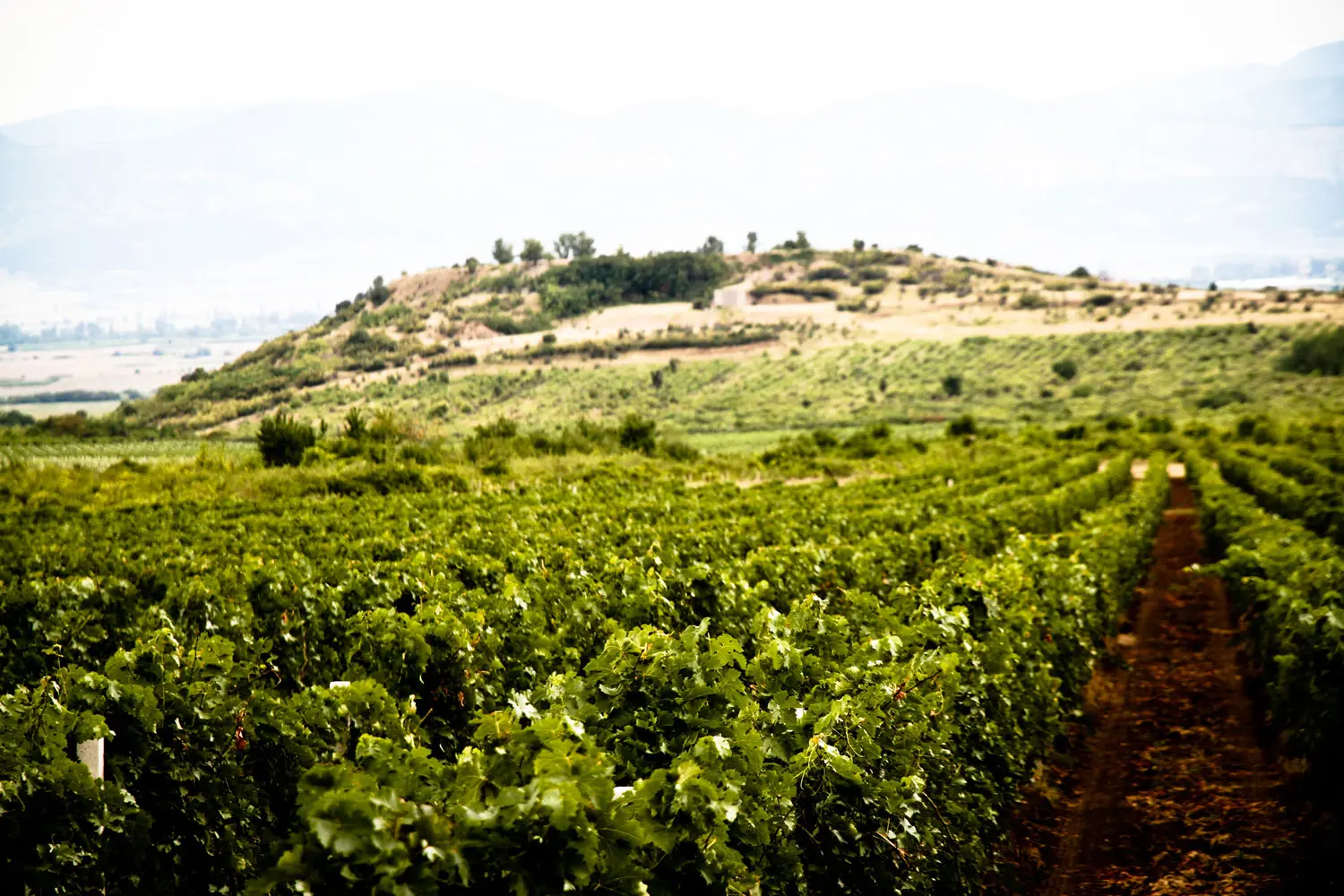 wijngaard rossidi winery